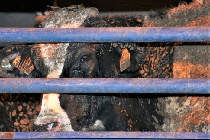 עגל מובל במשלוחים חיים. צילום: ישראל נגד משלוחים חיים