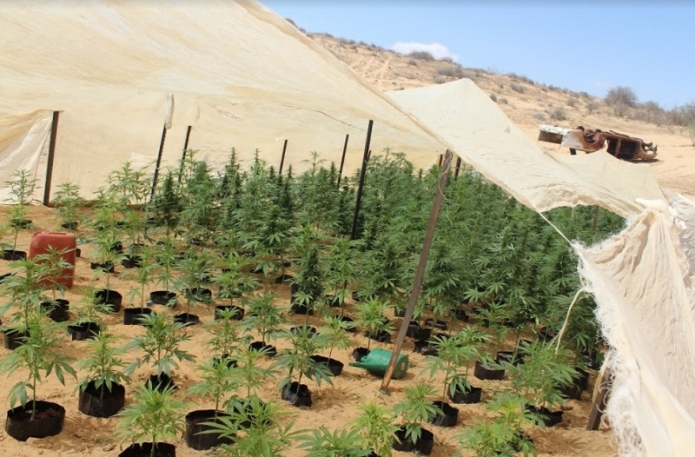 תיעוד של שדה מריחואנה. צילום: תנועת רגבים