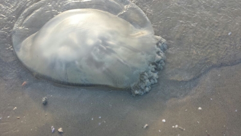 צילום: חוף התמרים, עכו. צילום: מורן ניב, זיו נעורים