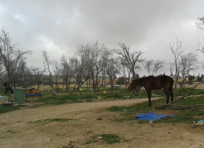 אילוסטרציה - פינוי חוות סוסים (צילום: רשות מקרקעי ישראל)