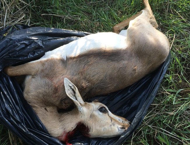 צילום: עמי דורפמן, רשות הטבע והגנים