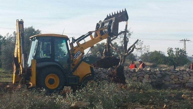 עקירת עצי הזית בנבי אליאס. צילום: מחסום watch