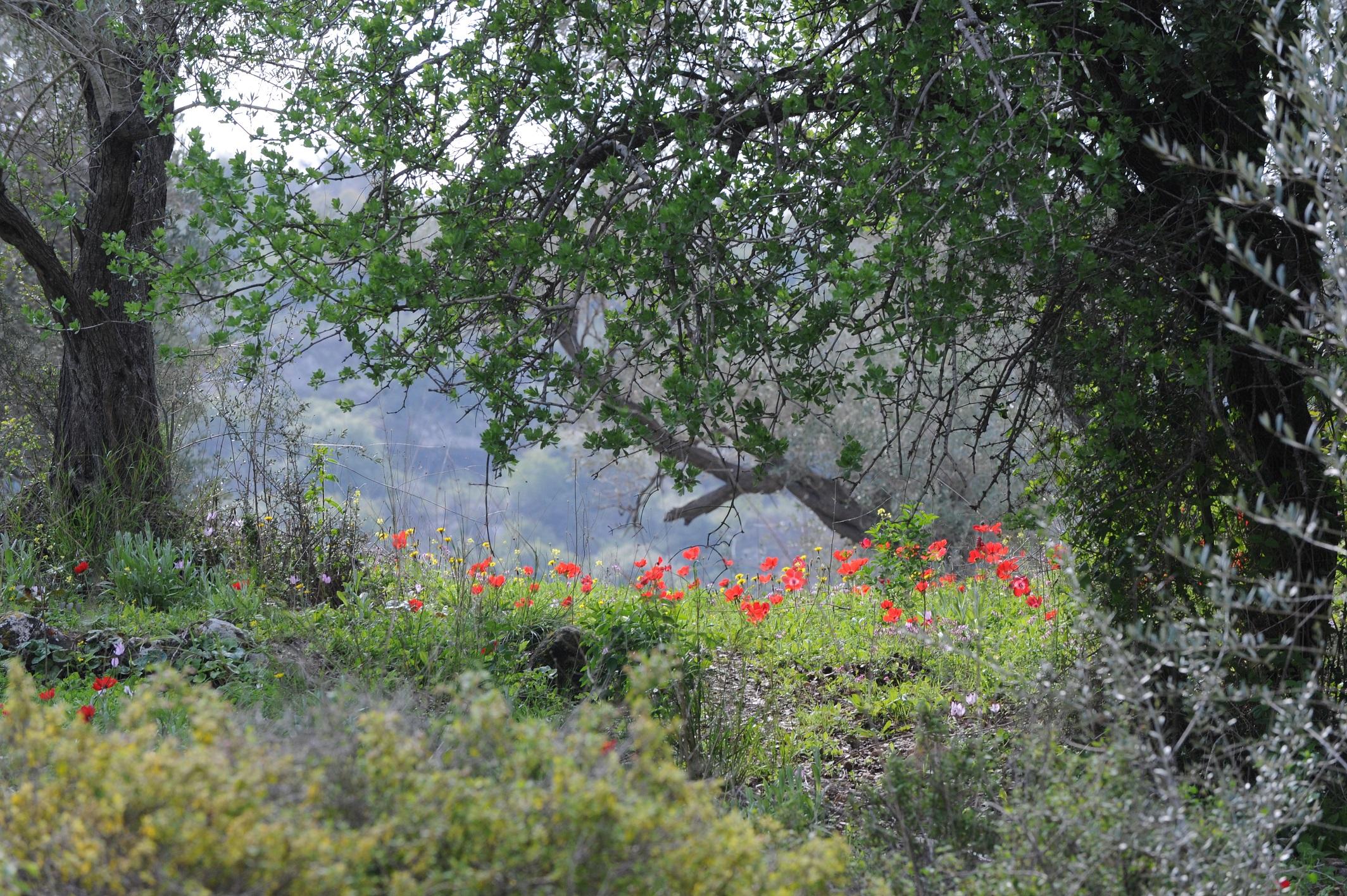 תיירות חבל בנימין מזמינים לסיורים חינמיים במסלולי טיול צבעוניים ומרהיבים