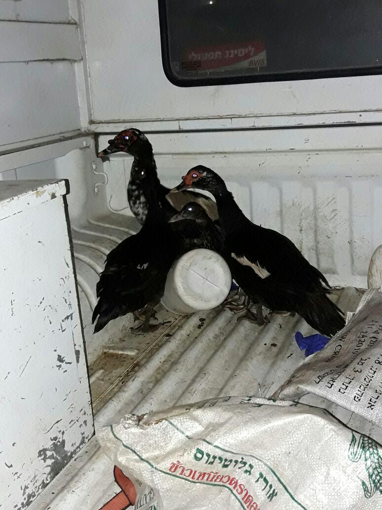 בתמונה: חלק מהברווזים לאחר החילוץ צילום: עיריית הרצליה