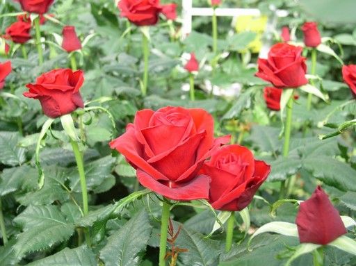 ורד. צילום: דובי וולפסון