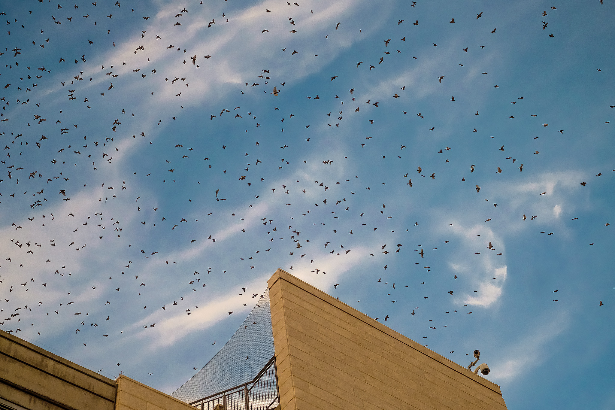 "Murmuration" באוניברסיטת בן גוריון בנגב. צילום: דני מכליס