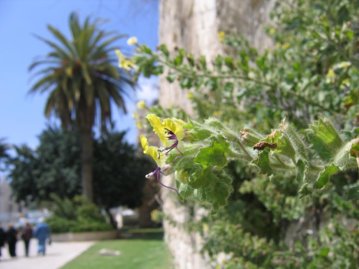 צילומים: עמיר בלבן. יערה ישראלי