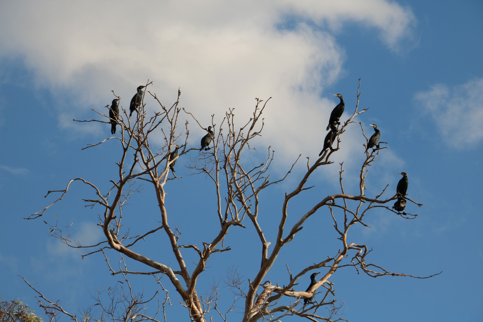 השנה חורפים בארץ 15,528 קורמורנים גדולים