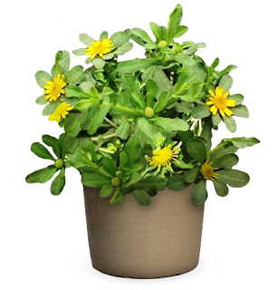 צמח נוי חדש: כוכב ריחני – לגינה ומרפסת עם ניחוח אפרסקי, לתה והקלה ממחלות