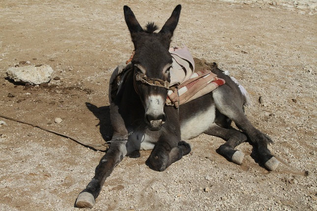 רון פלד - מקום ראשון בתחרות