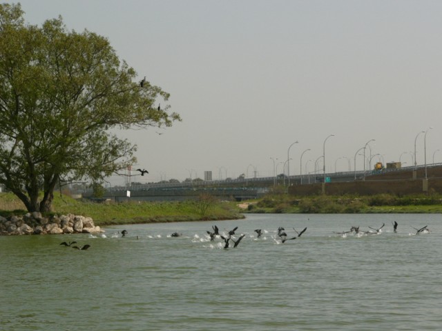 להקת קורמורנים משתכשכת במי נחל קישון (צילום: אלון בן מאיר) P1200871