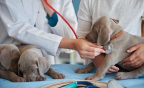 רפואה מונעת וטיפול בחיות מחמד קרדיט תמונה FREEPIK