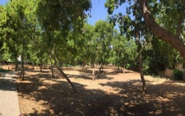 180 עצים בסכנת כריתה: גרובר הגיש בקשה לכריתת חורשת העמל חורשת עמל (צילום: עמית גירון)