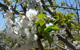 זמן הדובדבן - פריחת עצי הדובדבן בארצינו היפה בעין זיוון פריחת הדובדבן בשיאה