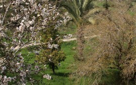 הפנינג צילום וסדר ט"ו בשבט אמיתי בנאות קדומים פארק נאות קדומים, פארק ענק עם מגוון עצום של פרחים, עצים וטבע פראי