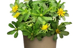 צמח נוי חדש: כוכב ריחני – מתאים לתה והקלה ממחלות צמח נוי חדש: כוכב ריחני – לגינה ומרפסת עם ניחוח אפרסקי, לתה והקלה ממחלות