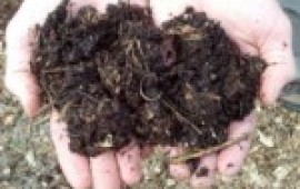 איך חוסכים כסף מזבל? במפגש במשתלות וונדי Compost_ground_wendy_small