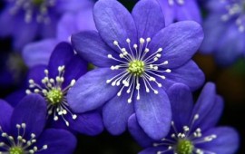 סוכות בגבעת ברנר: פסטיבל "פרחים בצבעים" 444