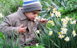 טיול לשבת: אל פריחת הנרקיסים בתל אנפה narkis