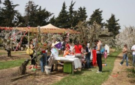 פסטיבל פריחת הדובדבן בעין זיוון יזדהה עם האסון ביפן