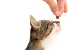 טיפים לבחירת המזון המושלם לחתול שלכם מזון לחתולים