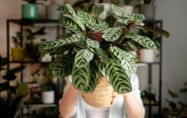 היתרונות הבלתי מנוצחים של צמחים מלאכותיים: אלטרנטיבה ירוקה