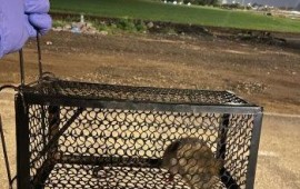 מה לעשות נגד מכרסמים לקראת עונת הסתיו? מכרסמים שנלכדו